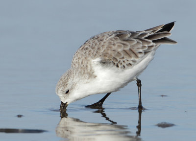 Sanderling - Calidris alba (Drieteenstrandloper)