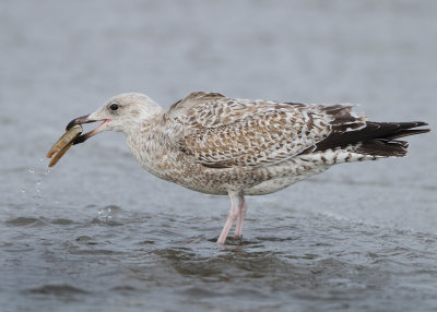 Herring Gull - Larus argentatus (Zilvermeeuw)