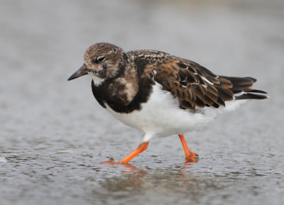 Ruddy Turnstone - Arenaria interpres (Steenloper)