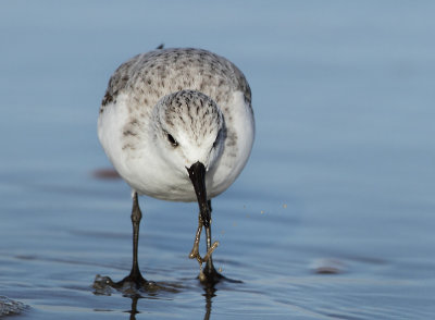 Sanderling - Calidris alba (Drieteenstrandloper)