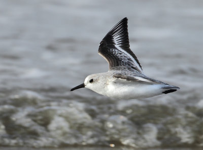 Sanderling - Calidris alba (Drieteenstrandloper)
