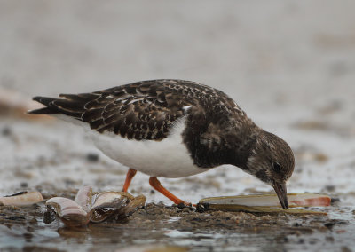 Ruddy Turnstone - Arenaria interpres (Steenloper)