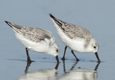 Sanderling - Calidris alba (Drieteenstrandloper)