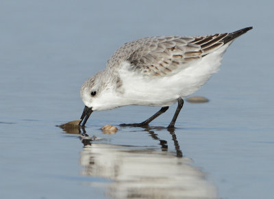 Sanderling - Calidris alba (Drieteenstrandloper)