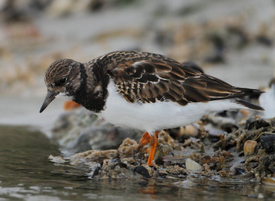 Ruddy Turnstone - Arenaria interpres (Steenloper)