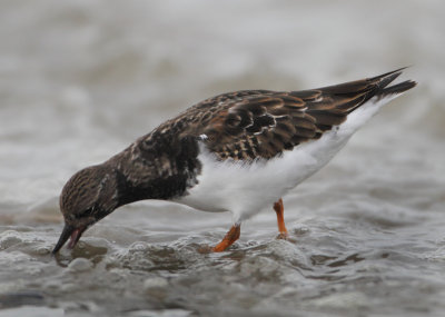 Ruddy Turnstone - Arenaria interpres (Steenloper)