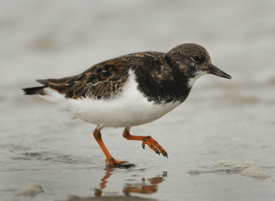 Ruddy Turnstone - Arenaria interpres (Steenloper)