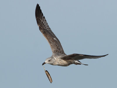 Herring Gull - Larus argentatus (Zilvermeeuw)