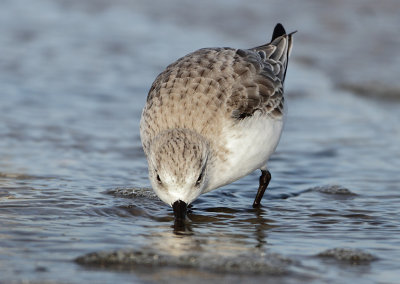 Sanderling - Calidris alba (Drieteenstrandloper)