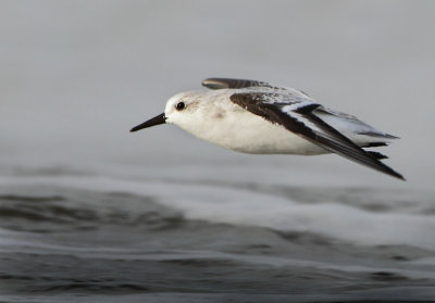 Sanderling - Calidris alba (Drieteenstrandloper)