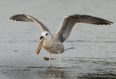 Yellow-legged Gull - Larus michahellis (Geelpootmeeuw)