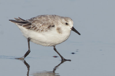 Sanderling - Calidris alba (Drieteenstrandloper)
