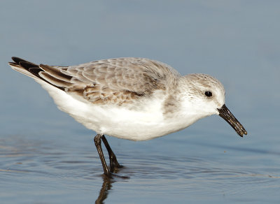 Sanderling - Calidris alba (Drieteenstrandloper)