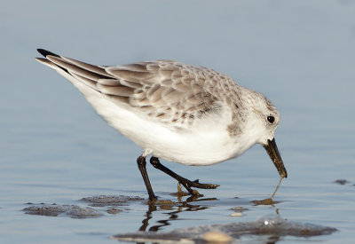 Sanderling - Calidris alba (Drieteenstrandloper)