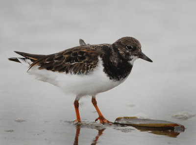 Ruddy Turnstone - Arenaria interpres (Steenloper)