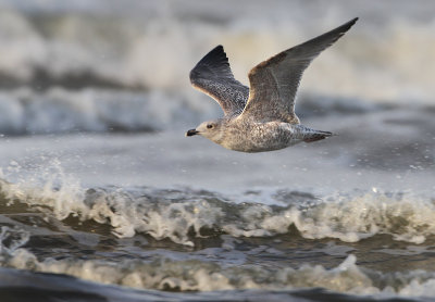 Herring Gull - Larus argentatus (Zilvermeeuw)