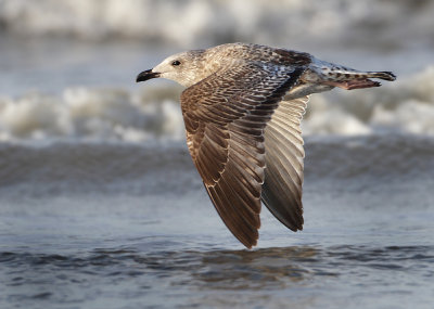 Herring Gull - Larus argentatus (Zilvermeeuw)