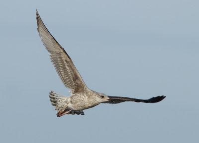 Herring Gull - Larus argentatus (Zilvermeeuw)
