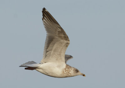 Herring Gull - Larus argentatus (Zilvermeeuw)