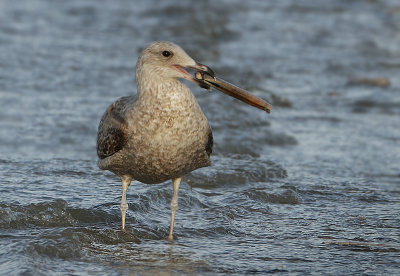 Herring Gull - Larus argentatus (Zilvermeeuw)