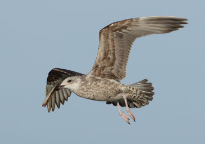 Herring Gull - Larus argentatus (Zilvermeeuw)