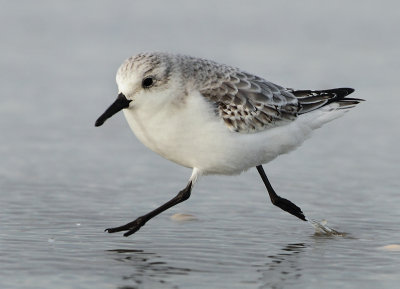 Sanderling - Calidris alba (Drieteenstrandloper)