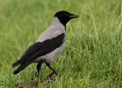 Hooded Crow - Corvus cornix cornix (Bonte Kraai)