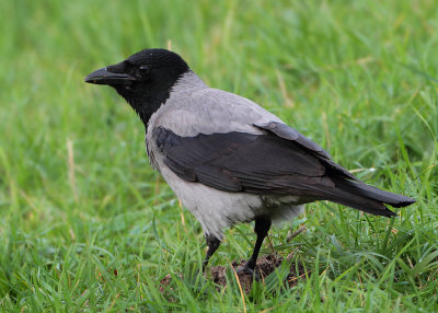 Hooded Crow - Corvus cornix cornix (Bonte Kraai)