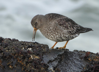 Purple Sandpiper - Calidris maritima (Paarse Strandloper)