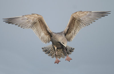 Herring Gull - Larus argentatus (Zilvermeeuw)