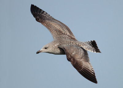 Herring Gull - Larus argentatus (Zilvermeeuw)