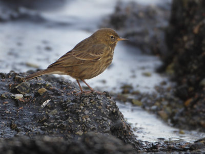 Rock Pipit - Anthus petrosus (Oeverpieper)