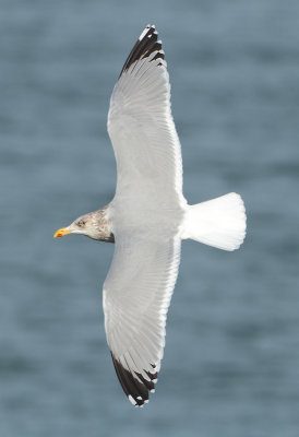 Herring Gull - Larus argentatus (Zilvermeeuw)