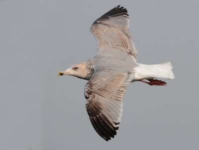 Herring Gull - Larus argentatus (Zilvermeeuw)