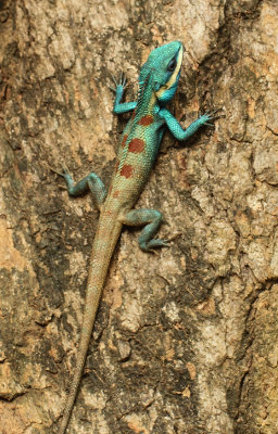 Calotes mystaceus (Dumril & Bibron, 1837)