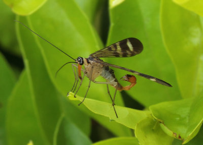 Neopanorpa angustipennis (Westwood, 1842)