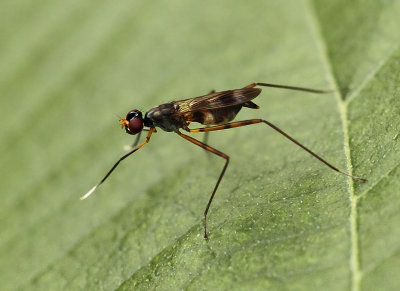 Micropezidae-spec