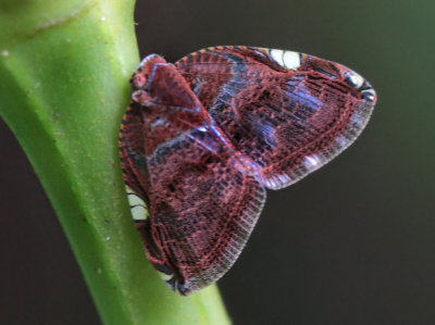 Ricaniidae-spec