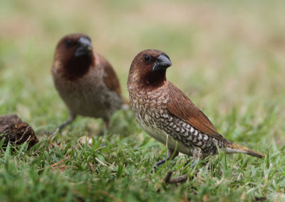 Scaly-breasted Munia - Lonchura punctulata (Muskaatvink)