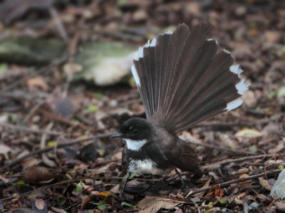  Pied Fantail - Rhipidura javanica