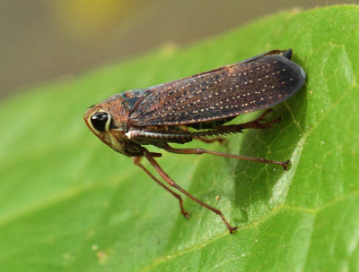 Fulgoridae-spec