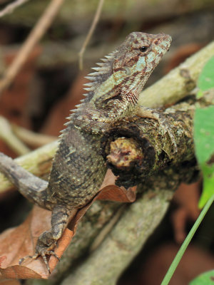 Calotes mystaceus (Dumril & Bibron, 1837)