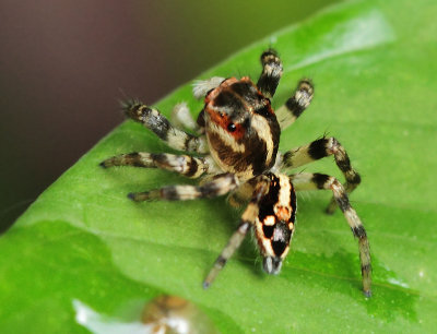 Spiders - Araneae (Spinnen)