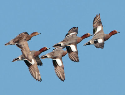 Eurasian Wigeon - Anas penelope (Smient)
