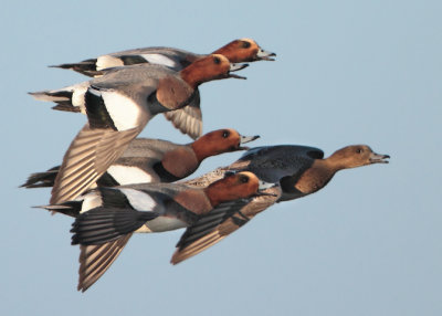 Eurasian Wigeon - Anas penelope (Smient)