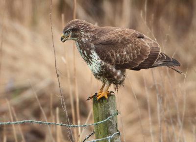 Common Buzzard - Buteo buteo (Buizerd)