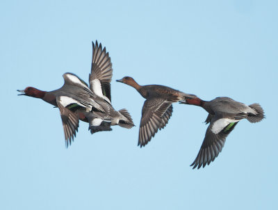 Eurasian Wigeon - Anas penelope (Smient)
