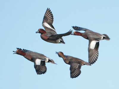Eurasian Wigeon - Anas penelope (Smient)
