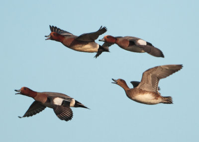 Eurasian Wigeon - Anas penelope (Smient)