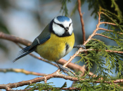 Eurasian Blue Tit - Cyanistes caeruleus (Pimpelmees)